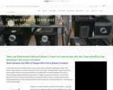 The Complete Cricket Breeding Manual-Clickbank – Your Insect Breeding Learning Centre